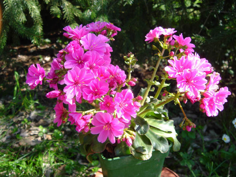 Lewisia cotyledon photo